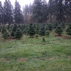 U Cut Christmas Trees 