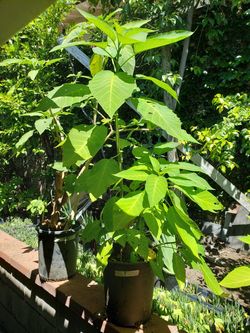 White & Yellow Angel Trumpet Tree