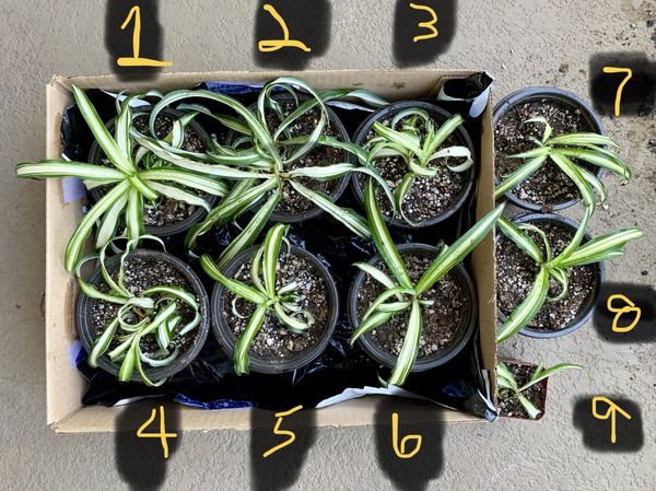 Spider Plants babies! (Curlyvariegated) for Sale in