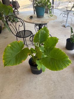 Plants