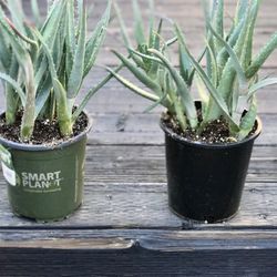 $6 Aloe Vera Plant