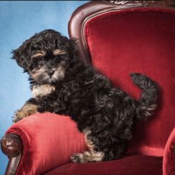 Vintage red velvet children’s chair