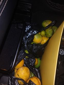 baby mangos