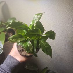 4" Coffee Plant