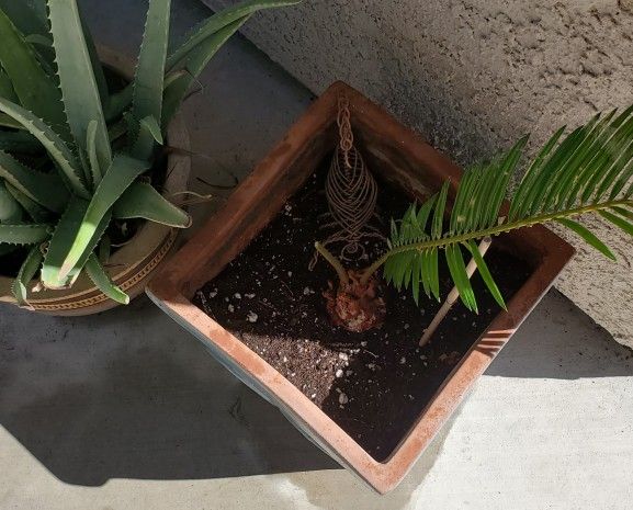 SAGO PALM "PUPS" or "OFF SHOOTS" 