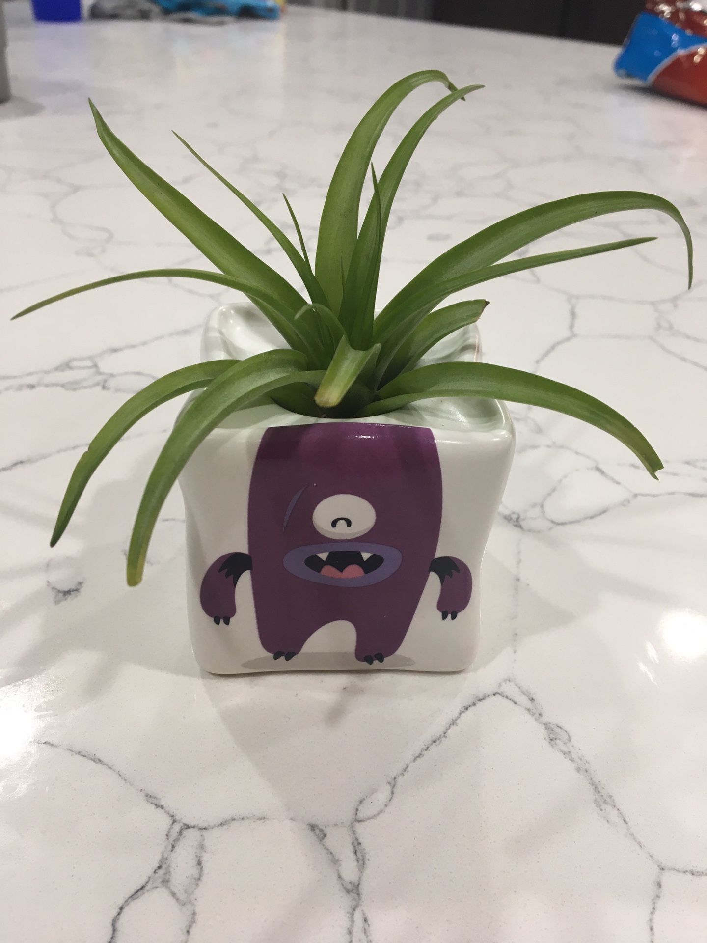 Purple DIY Air plant Earthling