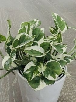 N’Joy Pothos Full In 4in Pot