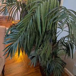 4.5ft Parlour Palm Decorative Plant In 14x14" Square Pot