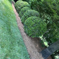 Long Leaf Pine Needles And Mulch
