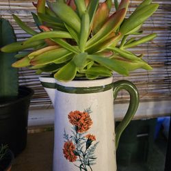 Succulent Pot