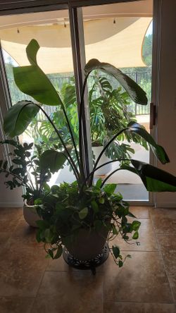 Birds of paradise plant + pothos