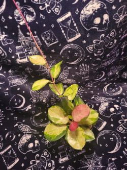 Beautiful Hoya Plant