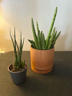 A cute set of succulent plants.