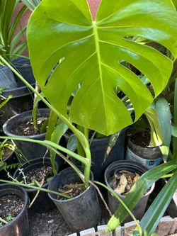 Planta