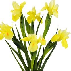 2X Yellow Iris Plants 2 Gallon Fully Rooted