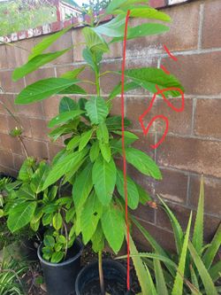 Avocado Trees
