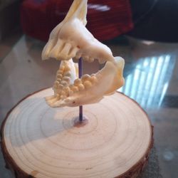 Sheepshead Jaw Mount 