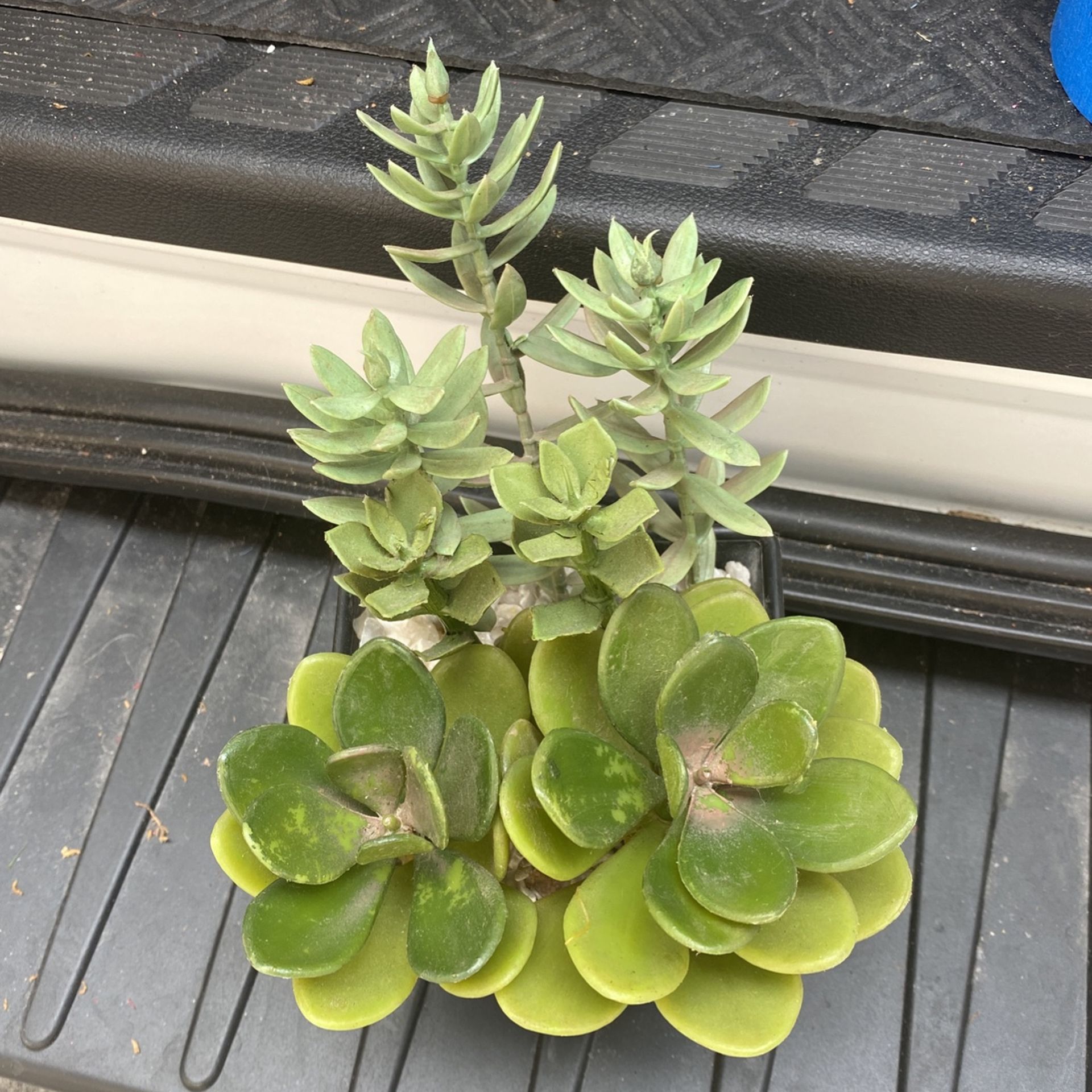 Artificial Succulent  