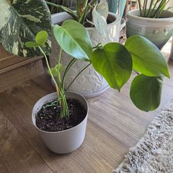 Monstera Deliciosa
