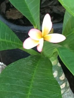 Plumeria