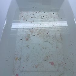 Red Mosaic Dumbo Ear Guppy Fry