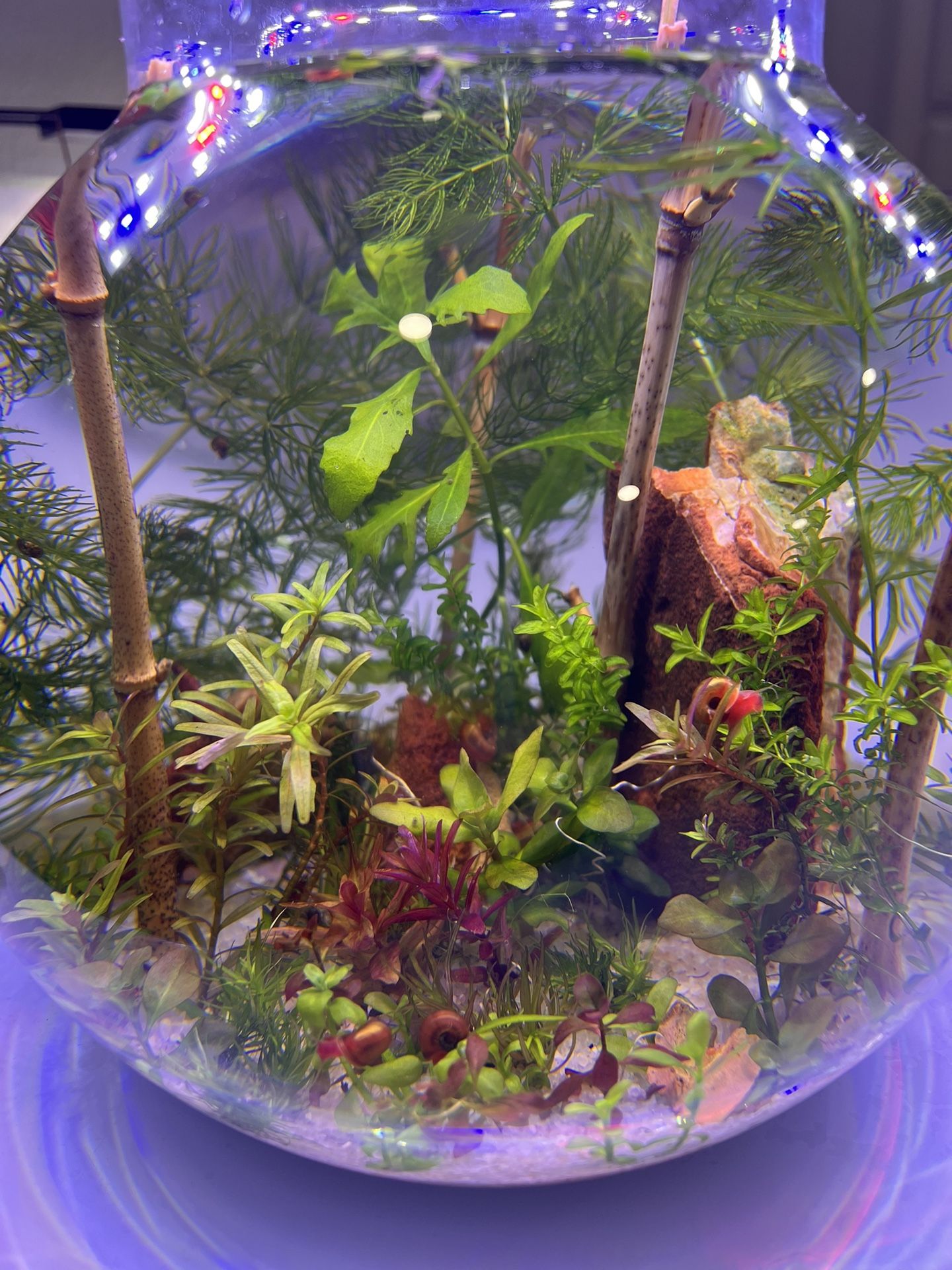 Aquarium Miniature With Live Plant