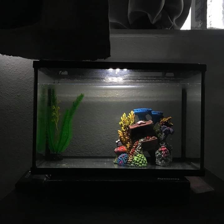 10 gallon top fin fish tank