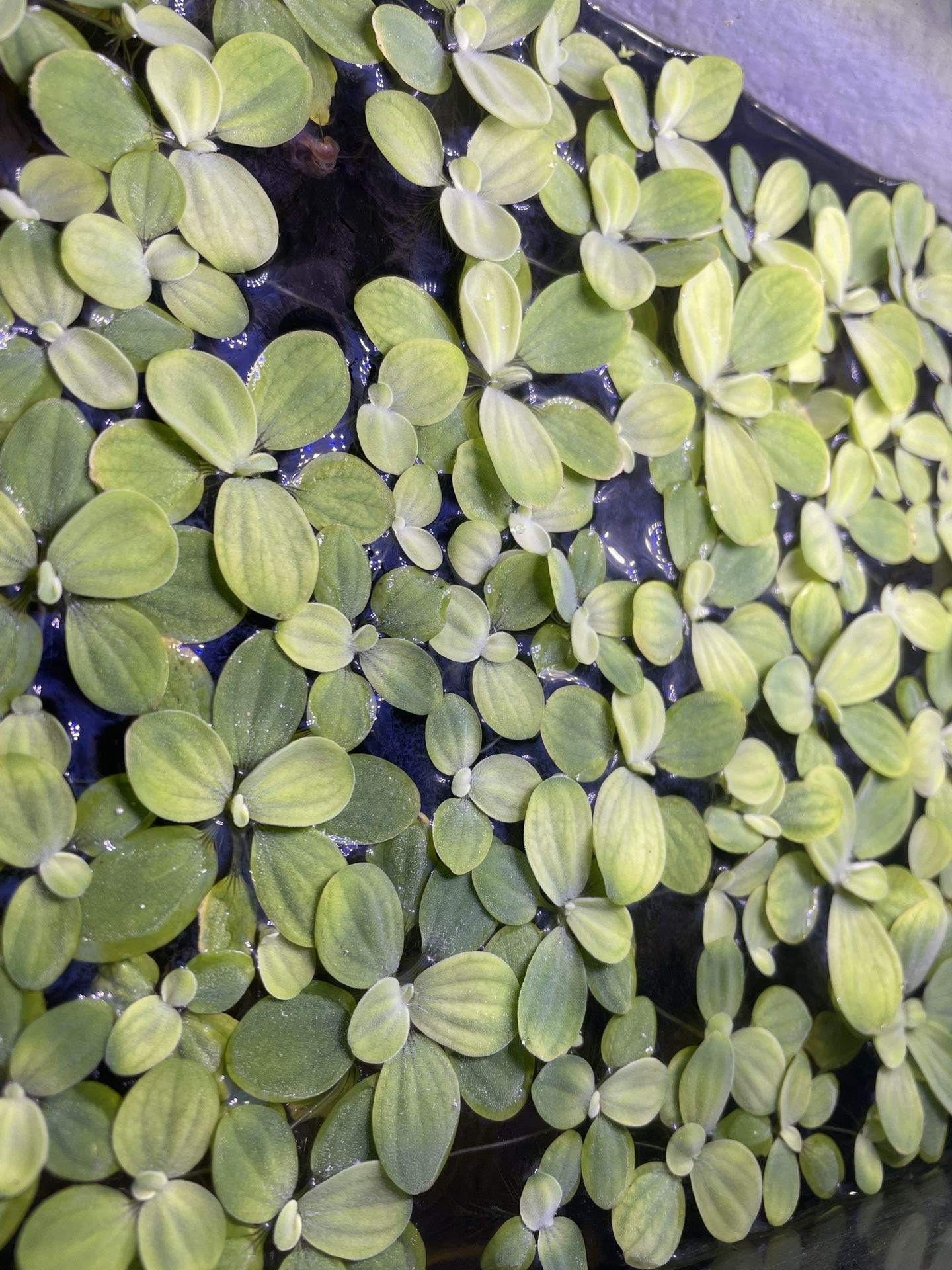 Dwarf Water Lettuce