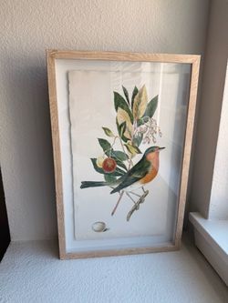 Framed Vintage Botanical Bird Print