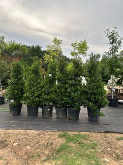 Tree for sale