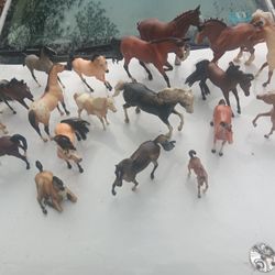 Horse Collection 