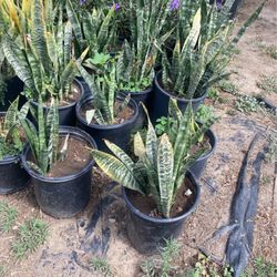 Snake Plants
