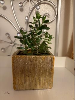 Plant