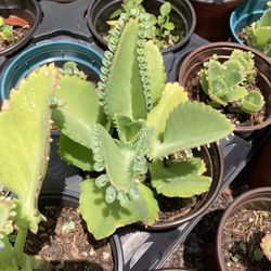 Kalanchoe Daigremontiana / Mexican Hat Plants *$1 & $2* See Below ⬇️
