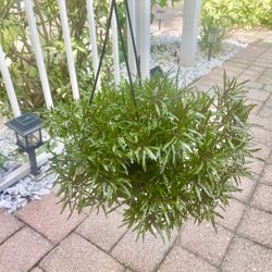 Plant In Hanging Basket