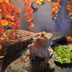 Bearded Dragon And Enclosure