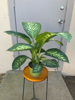 Dieffenbachia Tropic Snow Dumb Cane House Plant 6” Pot