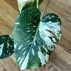 Rare Constellation Monstera Plant / Spring Sale / Free Delivery Available 