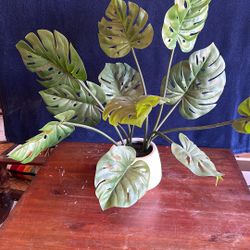 Crate & Barrel Potted Me Monstera. $99/new