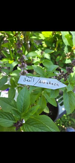 Thai Basil/ Albahaca 🌿