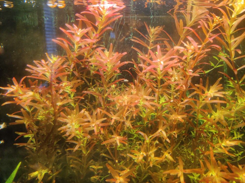 Aquarium Plants And They Are Available