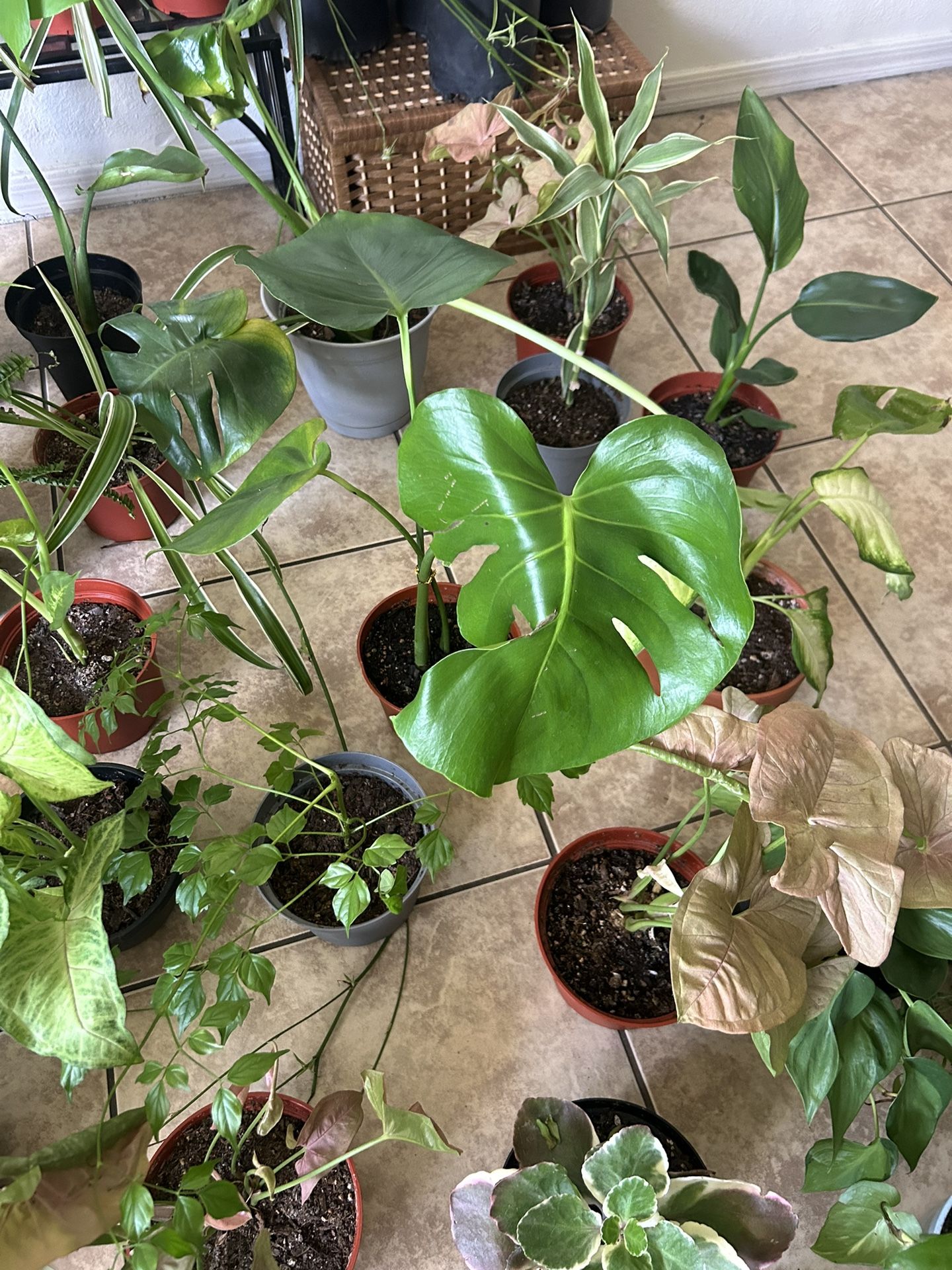 Plants For Sake 8 Each