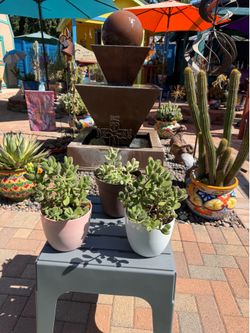 Cotyledon BEAR’S PAW Plants