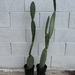 Very Healthy 4 Ft Tall Opuntia Maxima Mill. Prickly Pear Cactus Plants $39 Each