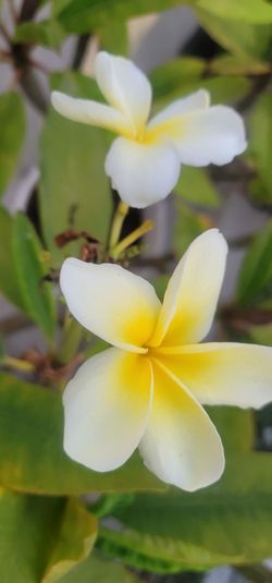 Plumeria