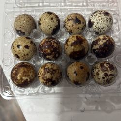 Quail Eggs