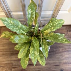 Ring of Fire Philodendron 