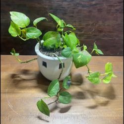 Ivy Plant in Sculptural Ceramic Pot – Unique Decor, Easy Care