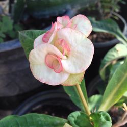 Corona De Cristo Color Blanca Con Color De Rosa Claro $28