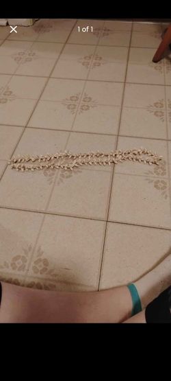 Cowrie Shell Necklace
